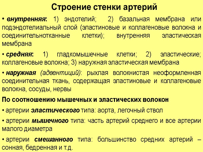 Строение стенки артерий  внутренняя: 1) эндотелий;  2) базальная мембрана или подэндотелиальный слой